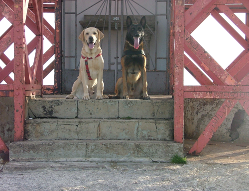 Navigare La Relazione con il Cane