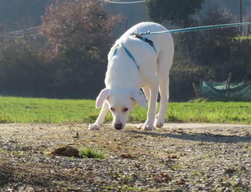 Come Trasformare i Problemi con il cane in Opportunità ?