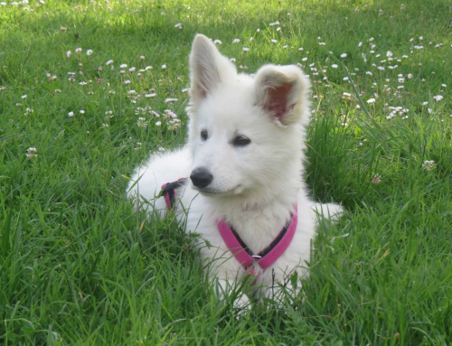 Il Segreto per un Cane Adulto Felice: Inizia da Cucciolo