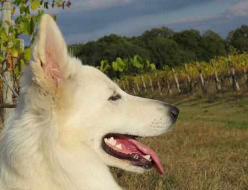 Il Cane: Gratitudine come Appagamento