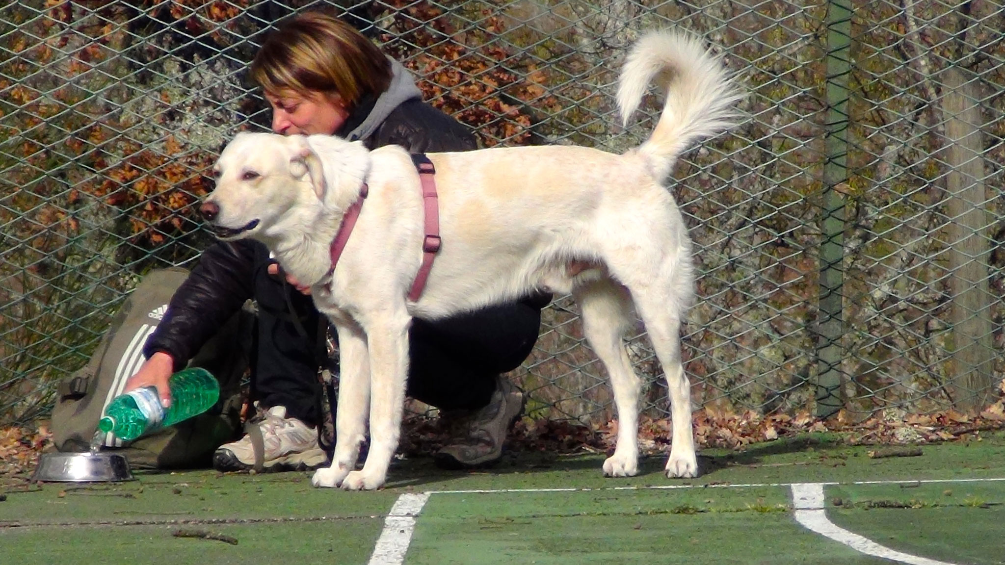 Risultato Esperienza Claudia con Valentino cane meticcio maremmano di 3 anni -Corso Togetherdog Stefano Pesci