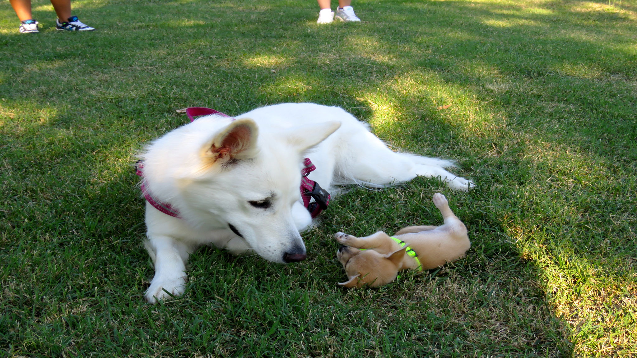 Dicono di Sharon Cane Insegnante con cani cuccioli - Stefano Pesci Istruttore Cinofilo Comportamentale