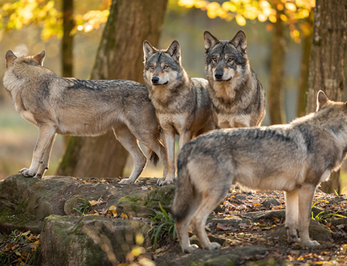 Cosa mangia di cosa si nutre un lupo in natura?