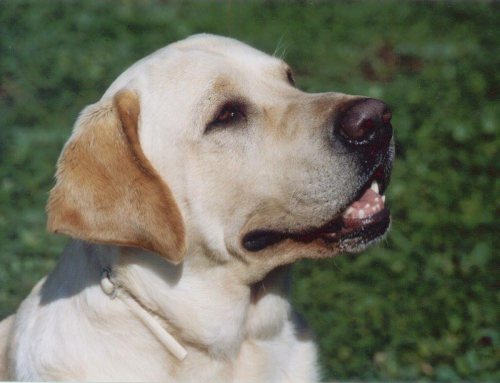 Il Labrador Retriever: Un Cuore d’Oro in un Corpo Robusto