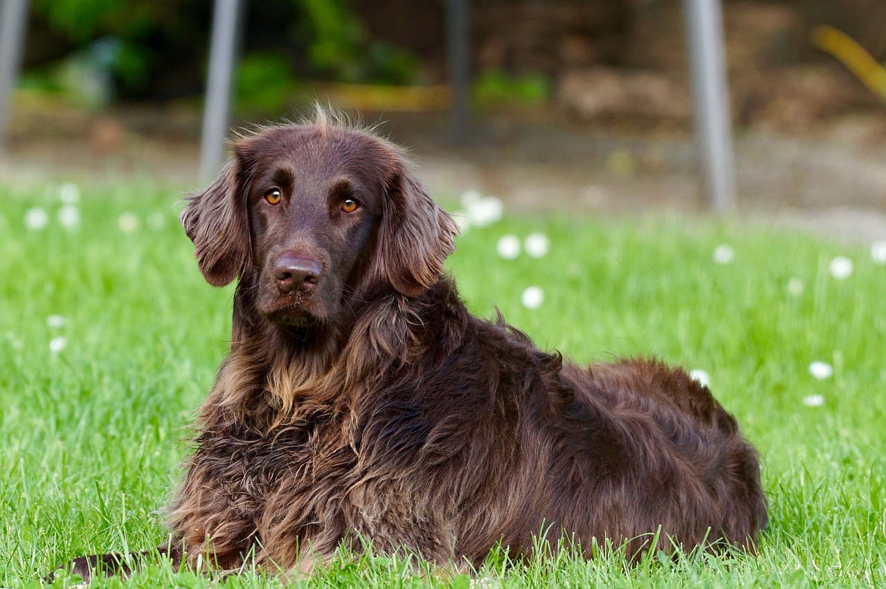 "Problemi digestivi e cutanei nel cane: cause, sintomi e prevenzione”