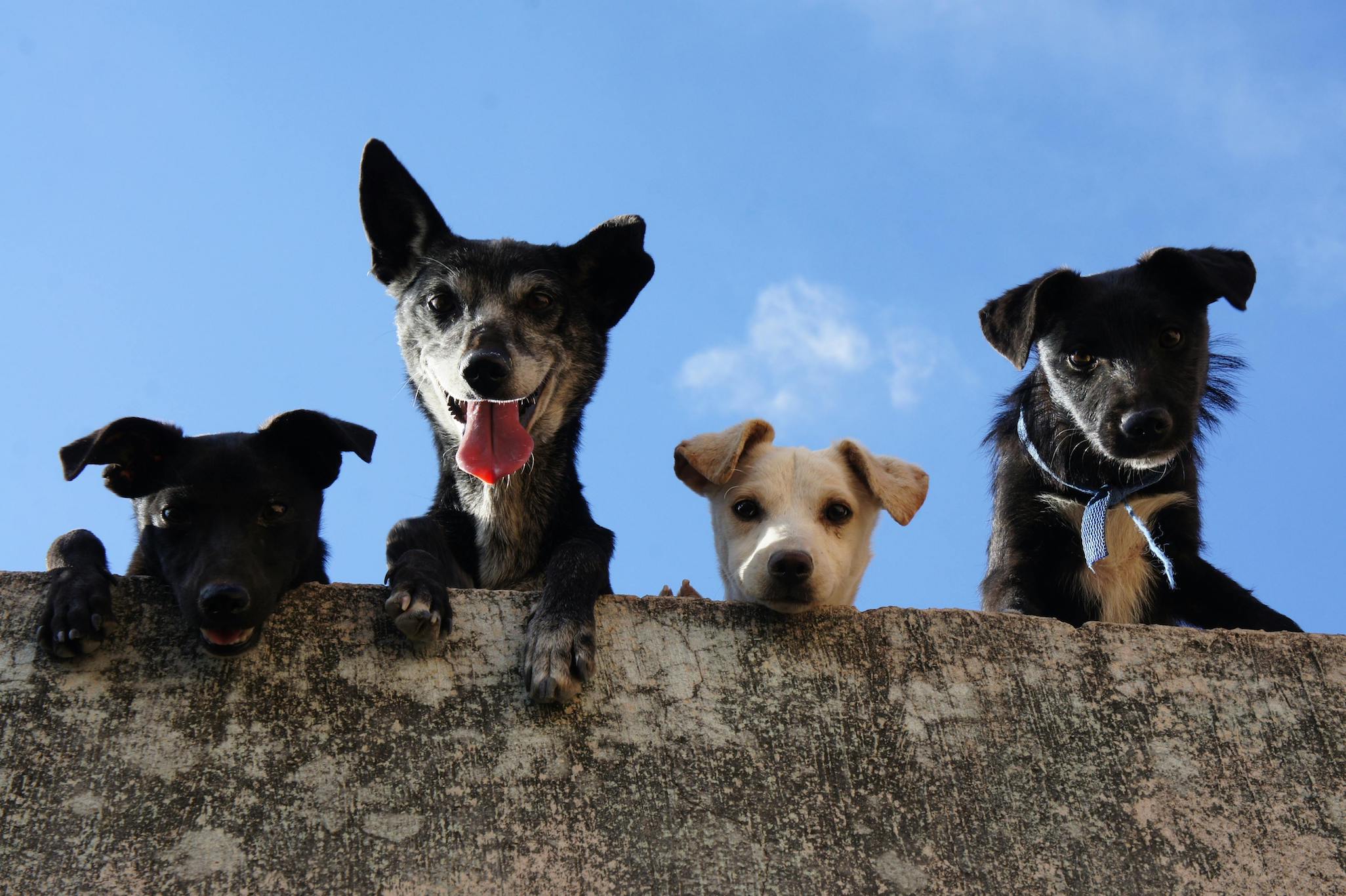 SEGNALI SINTOMI EFFETTI PARASSITI CANI