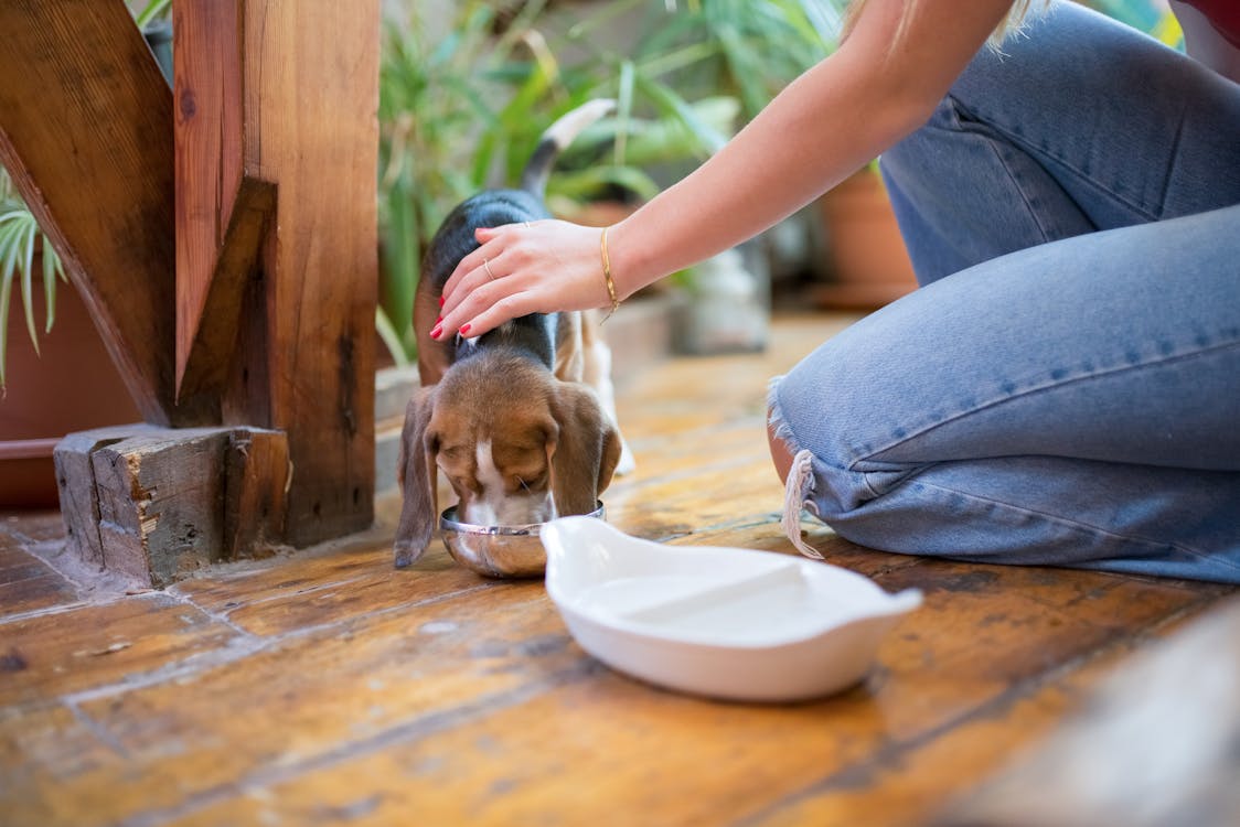 Educazione e Nutrizione Naturale del cane