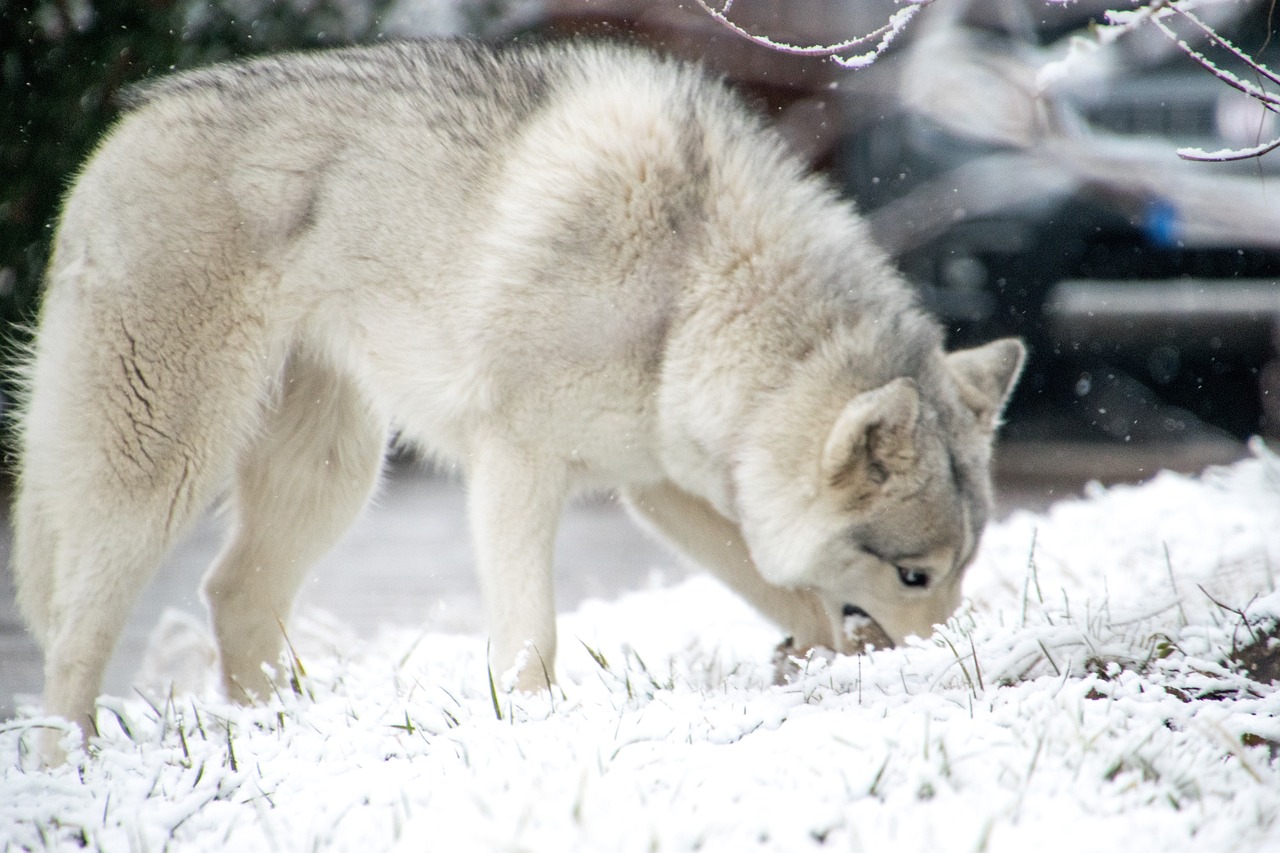 Siberian Husky: Lo spirito libero che conquista