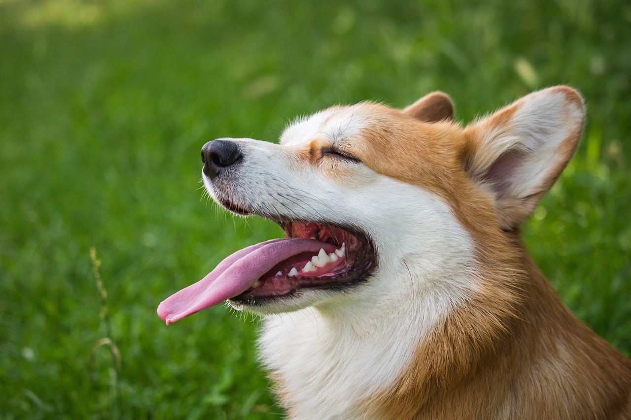 Investire nel futuro: imparare insieme al cane