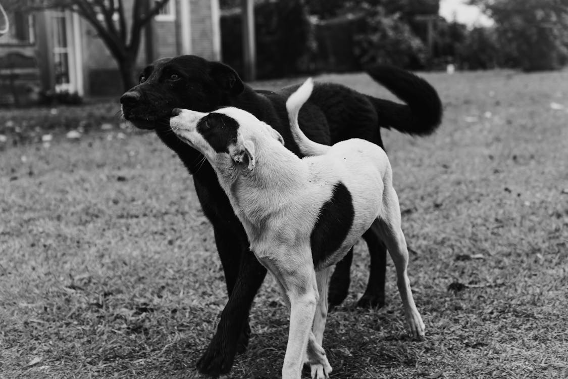 Umiltà nell'adozione di un cane