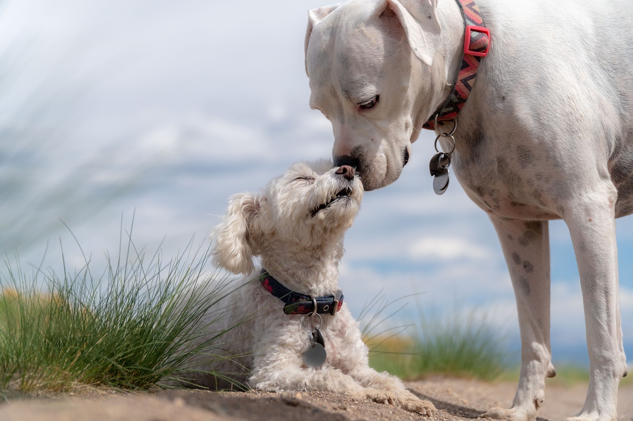 Il Linguaggio segreto del tuo cane
