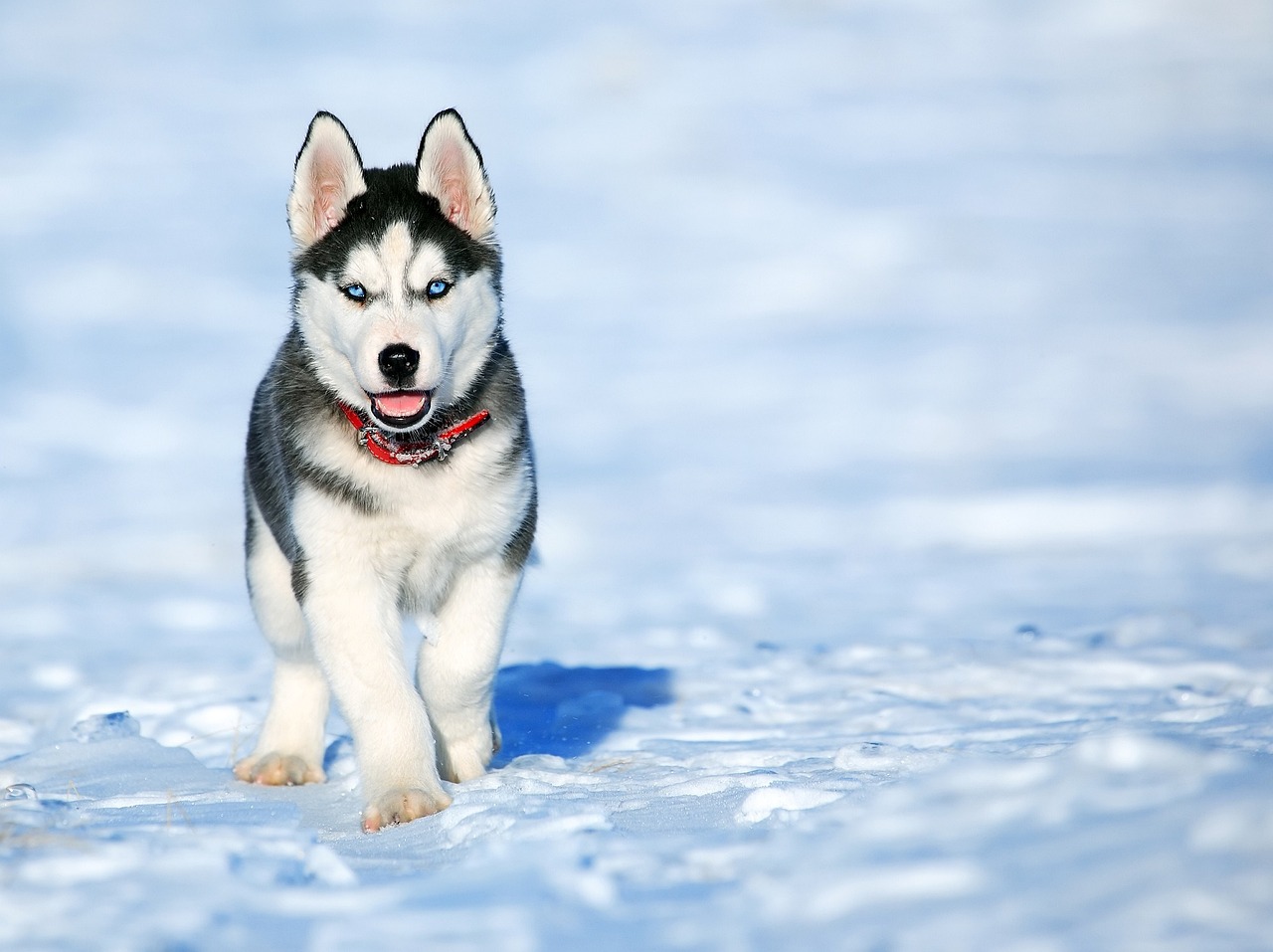 Stoicismo a quattro zampe: come il nostro cane ci insegna