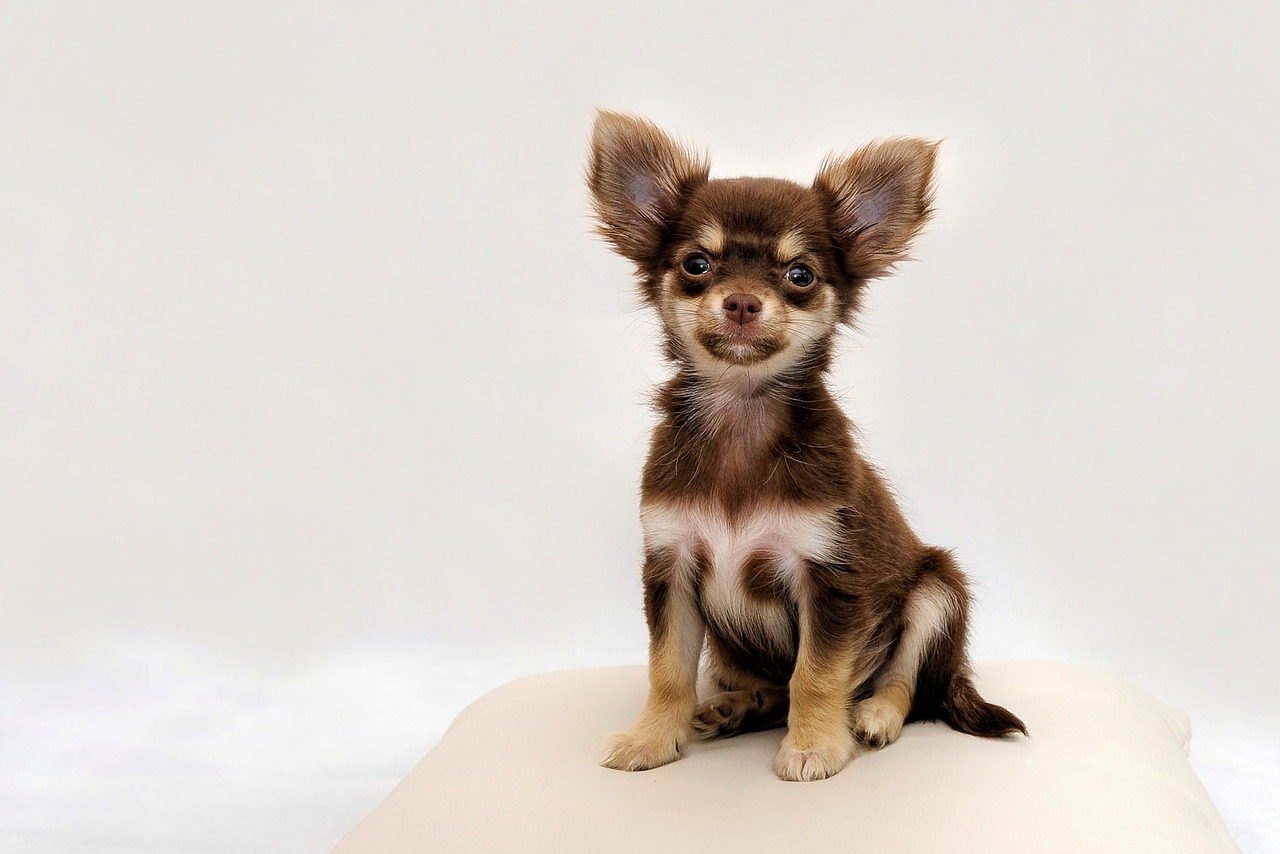 Il Chihuahua: un gigante in miniatura