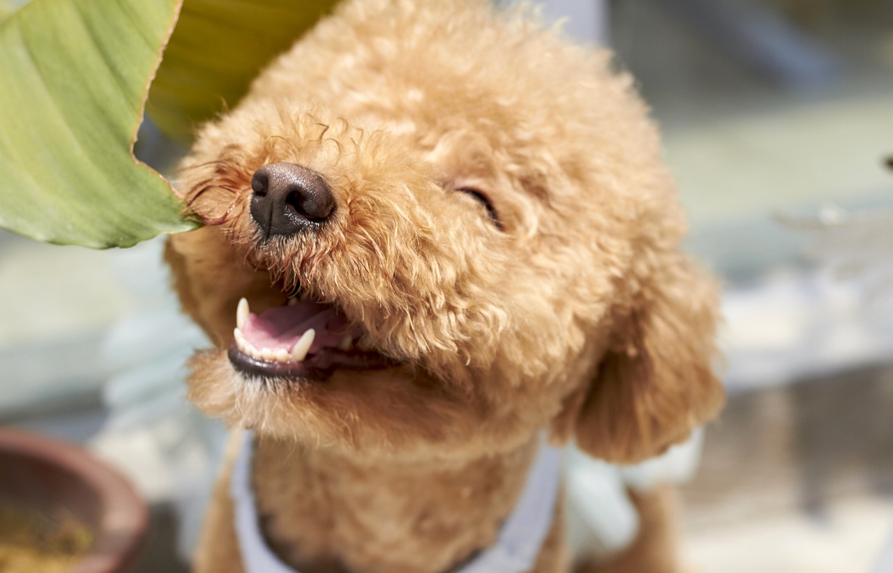 Il Linguaggio segreto del tuo cane