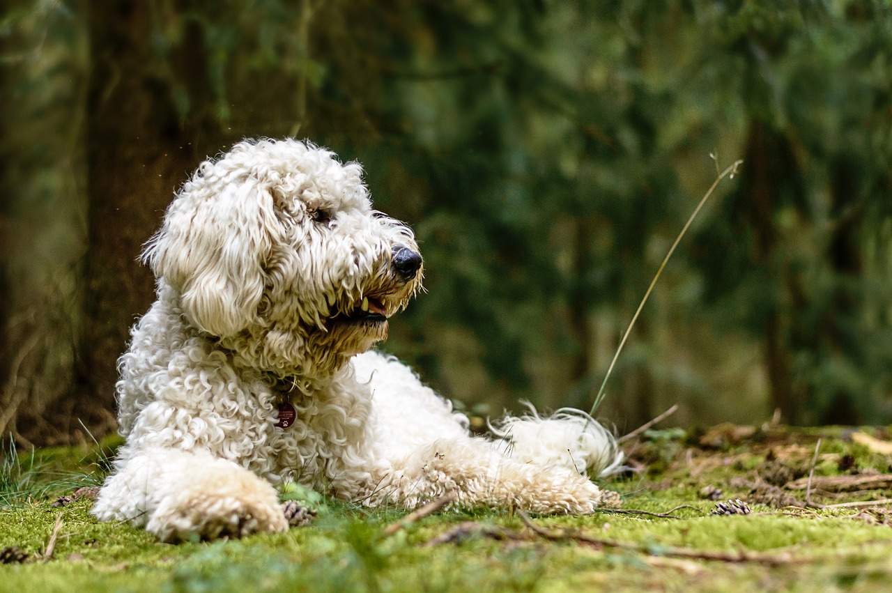 Stoicismo a quattro zampe: come il nostro cane ci insegna