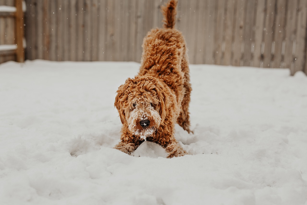 Il Linguaggio segreto del tuo cane