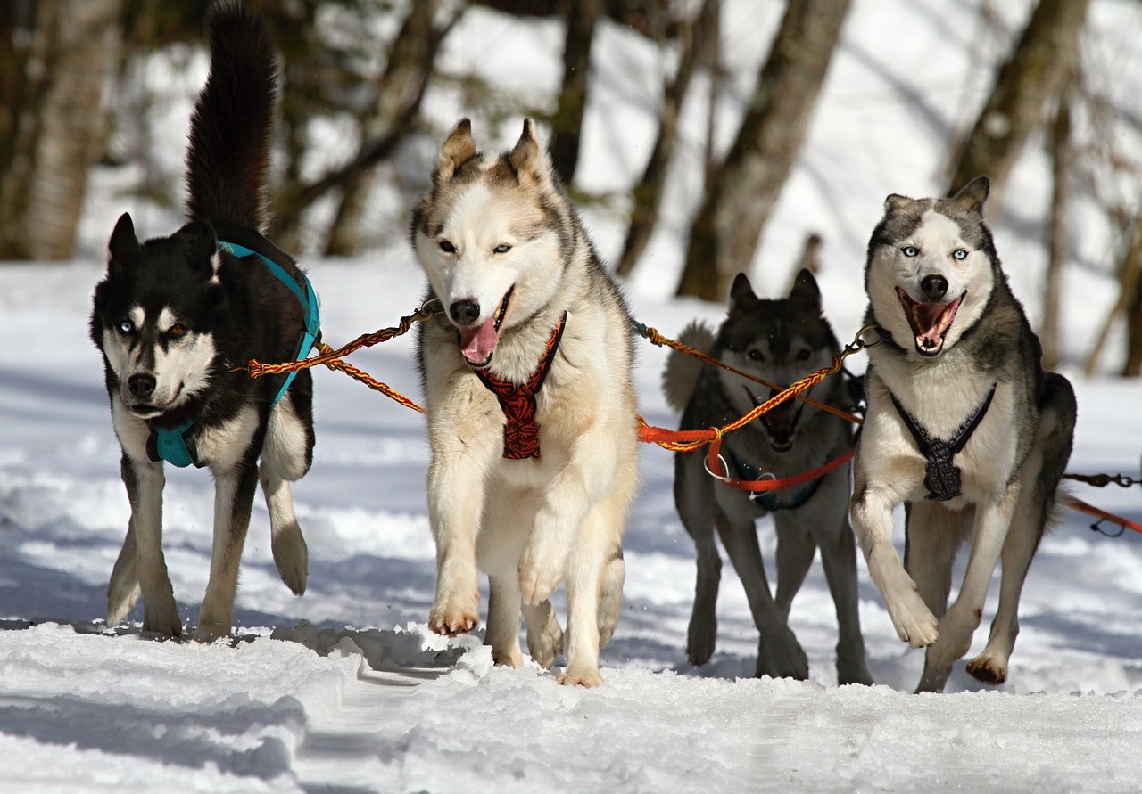 Siberian Husky: Lo spirito libero che conquista