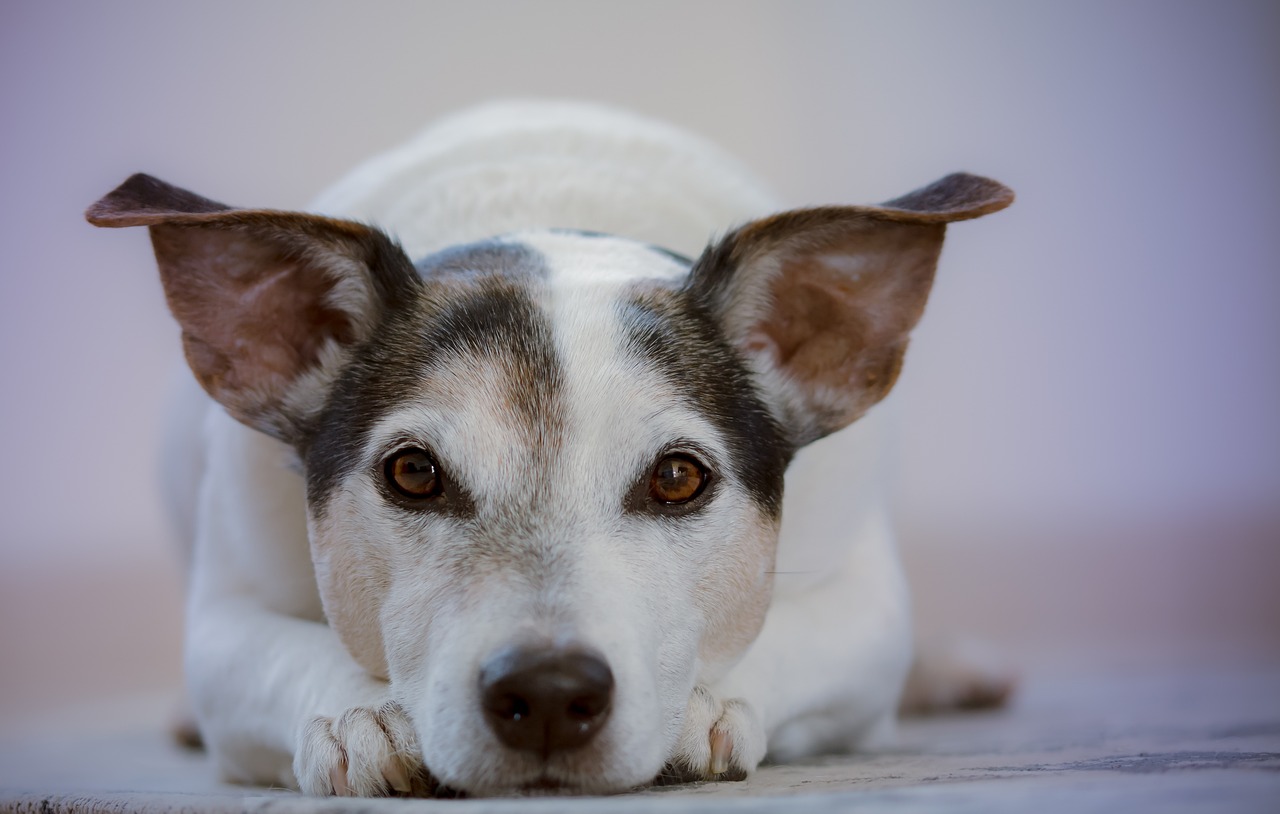 Segnali di un'alimentazione inadeguata al cane