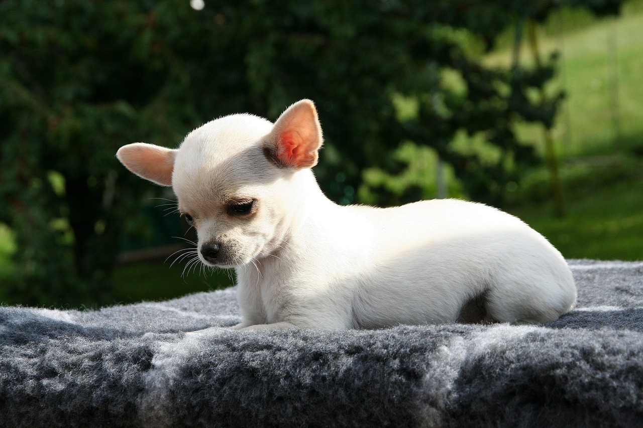 Il Chihuahua: un gigante in miniatura