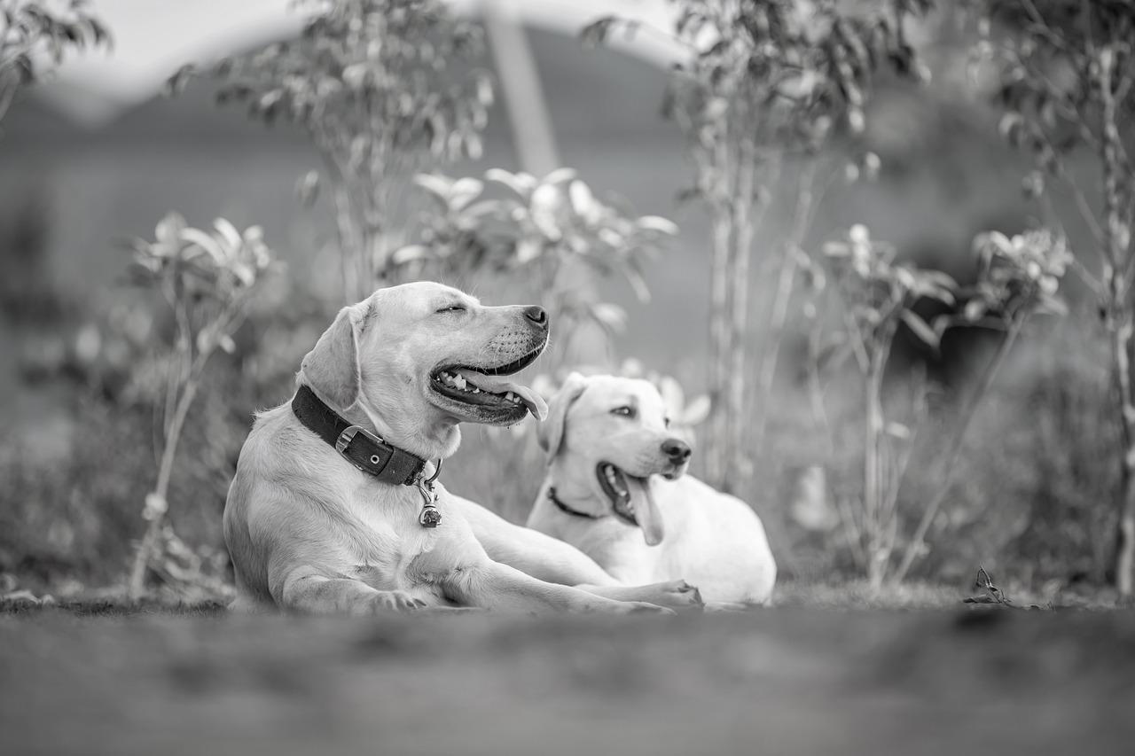 Umiltà nell'adozione di un cane