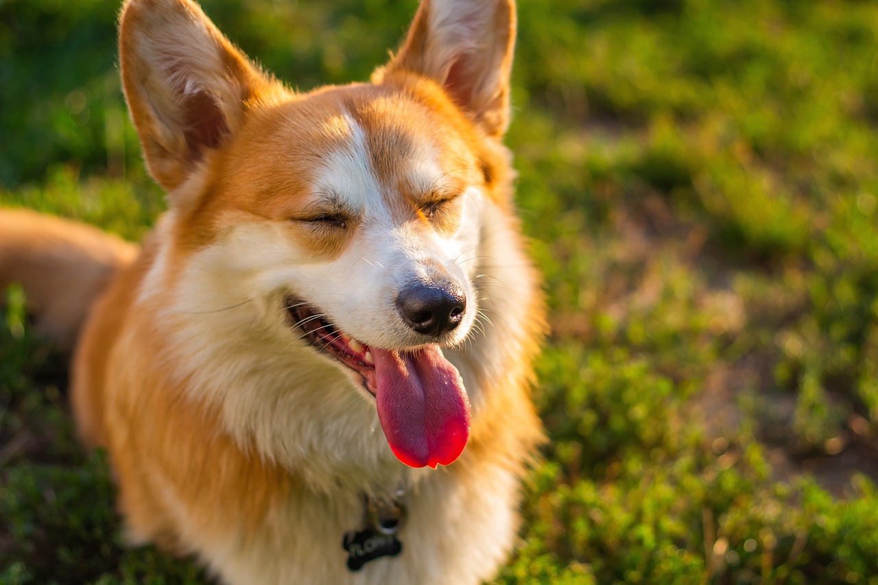 Il Linguaggio segreto del tuo cane
