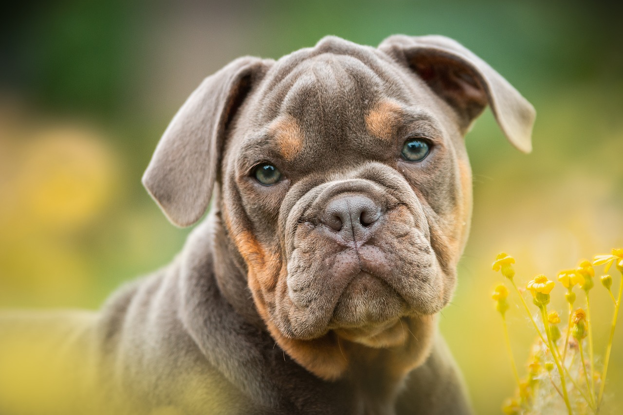 Segnali di un'alimentazione inadeguata al cane