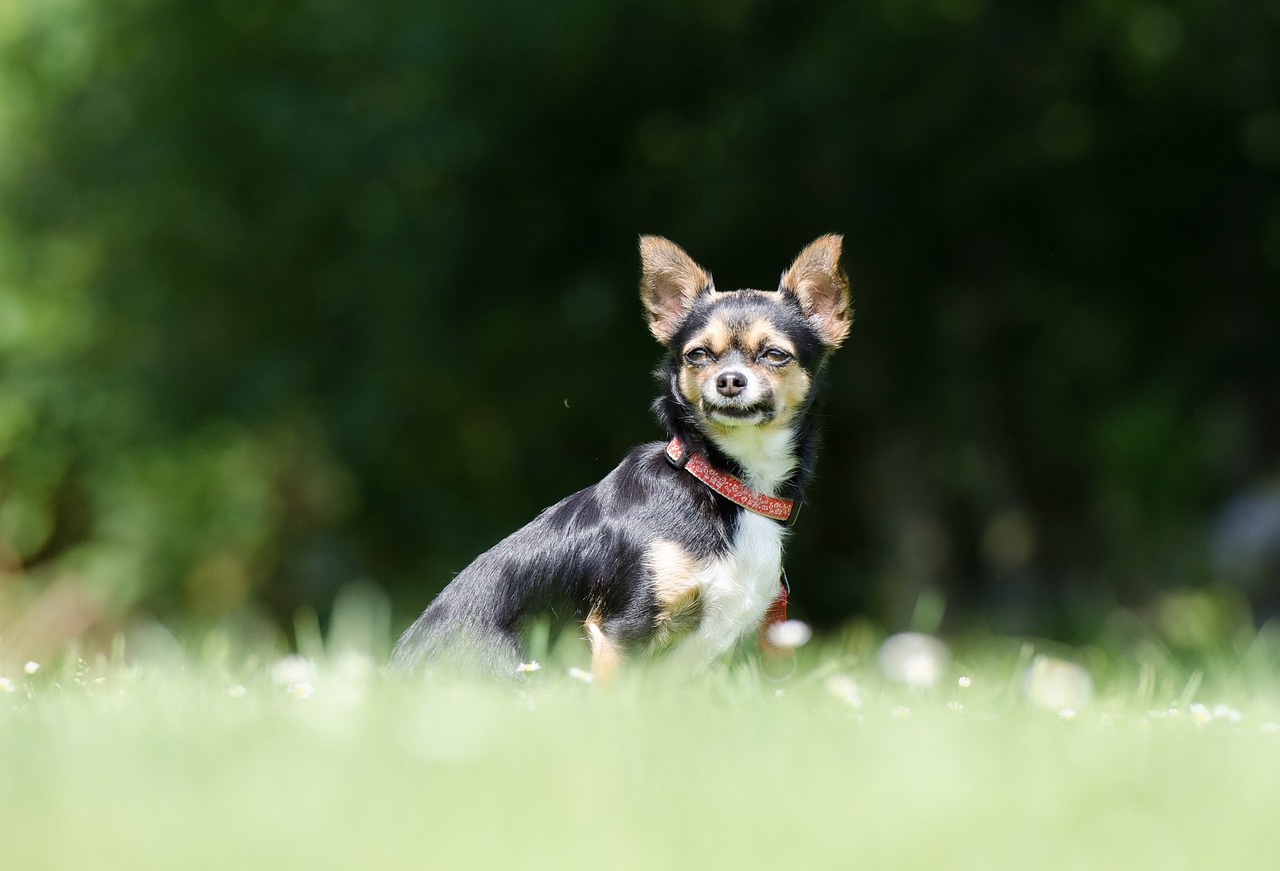 Il Chihuahua: un gigante in miniatura