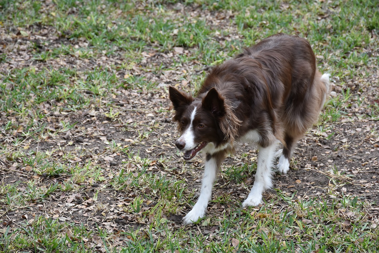 Il Border Collie: energia e intelligenza