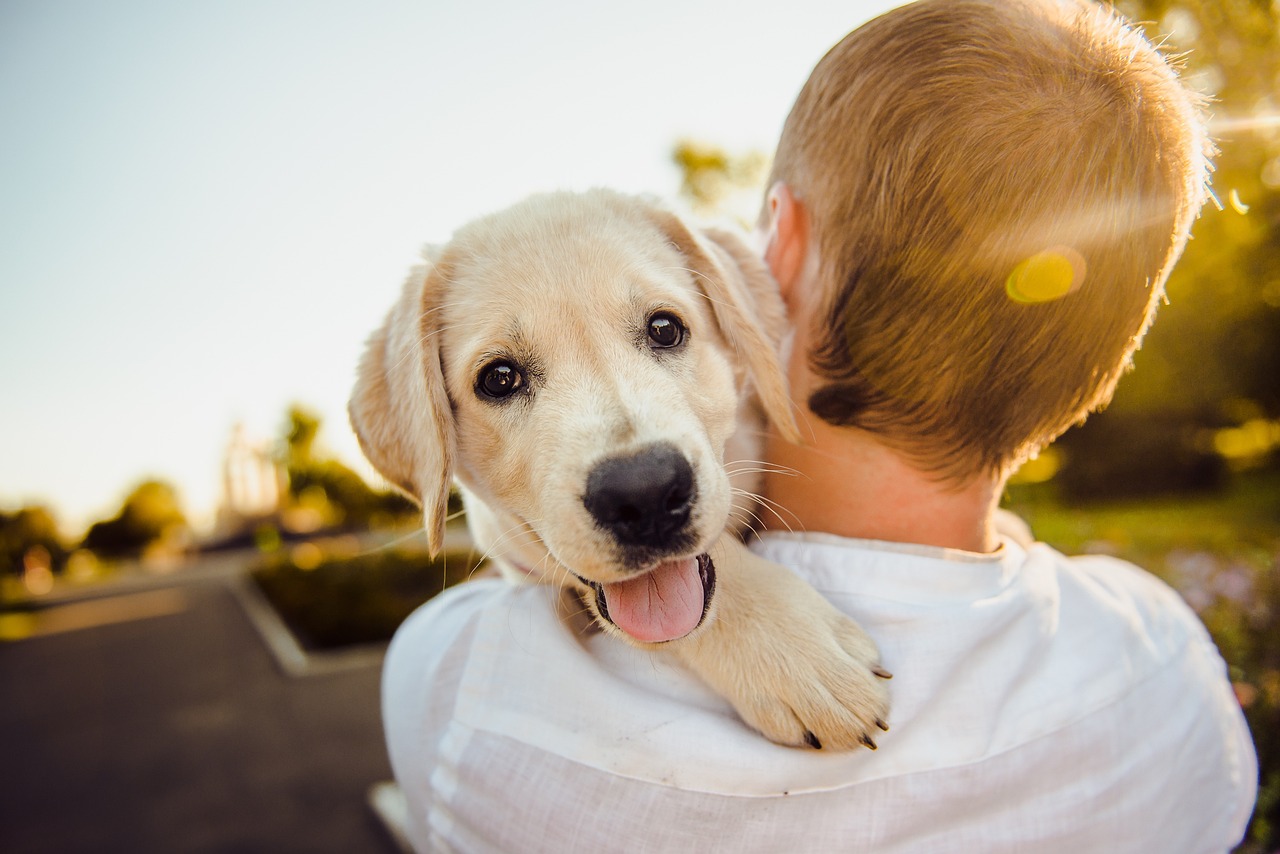 Perché il cucciolo fa ancora pipi in casa?