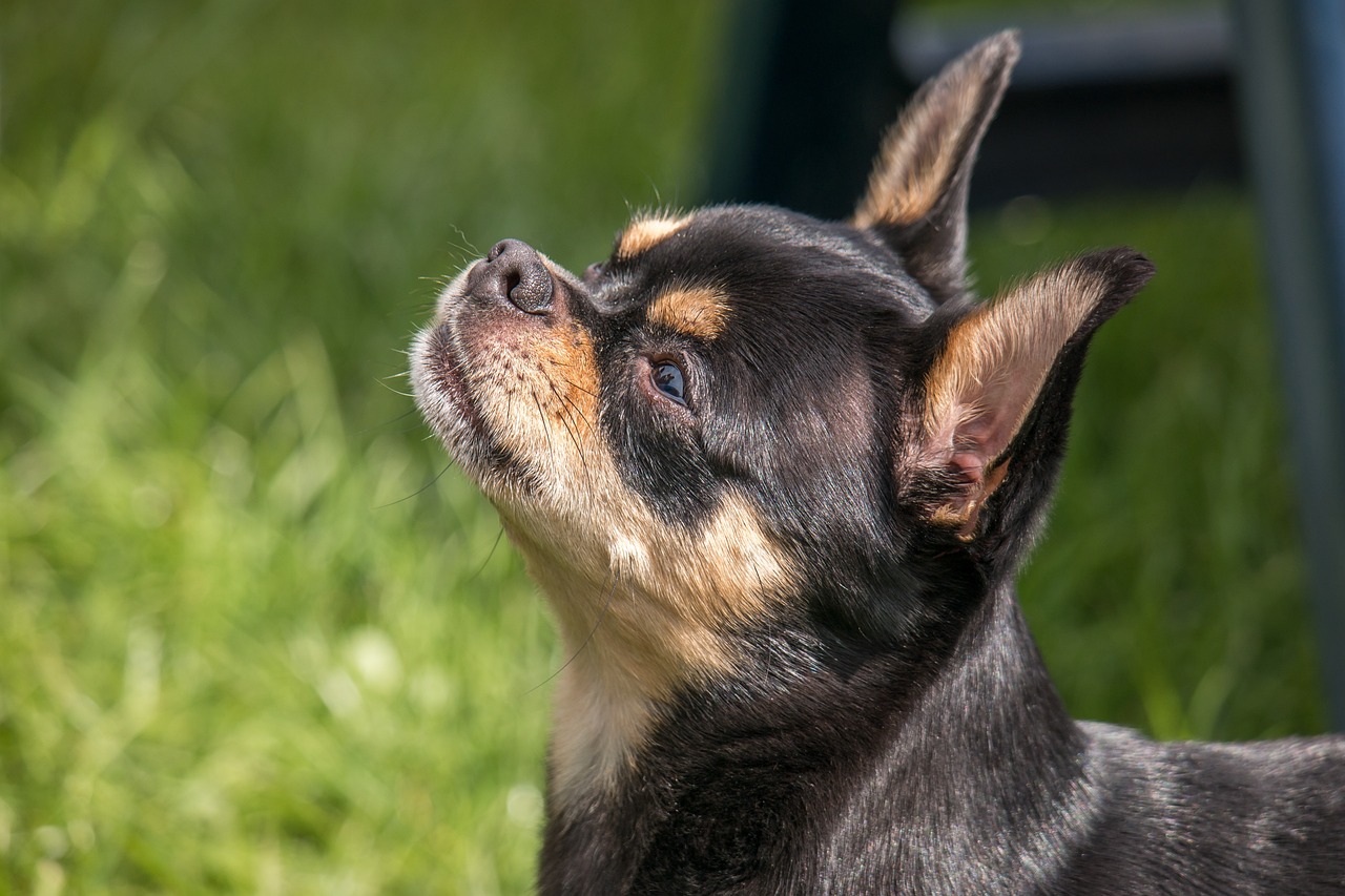 Il Chihuahua: un gigante in miniatura