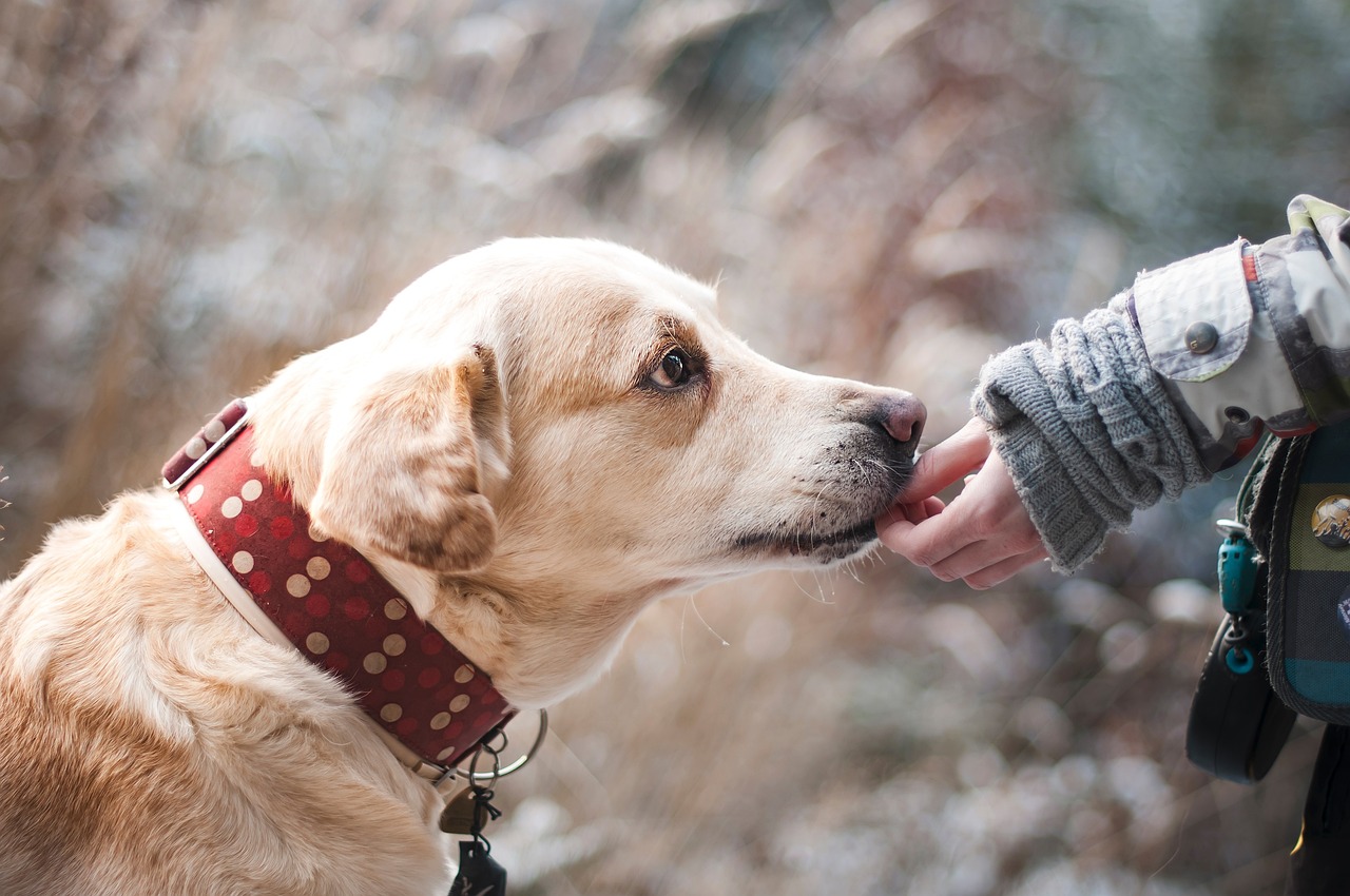I Fiori di Bach: per le emozioni del cane