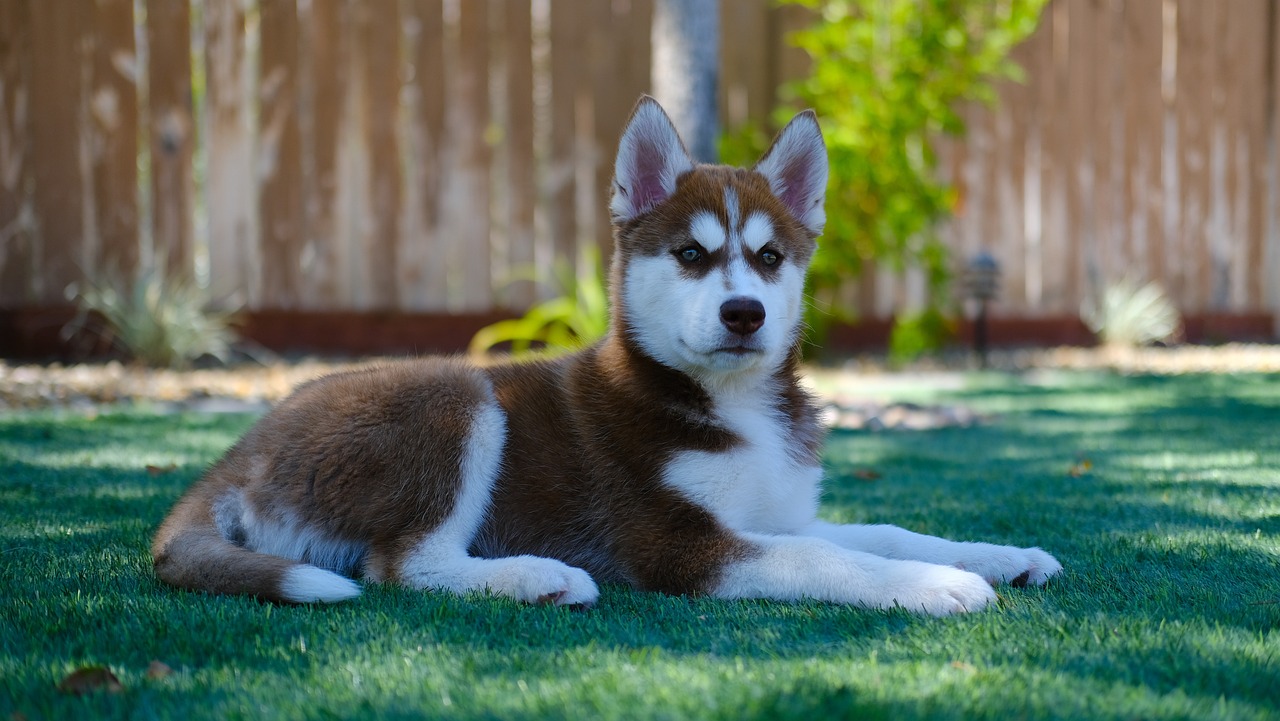 Siberian Husky: Lo spirito libero che conquista
