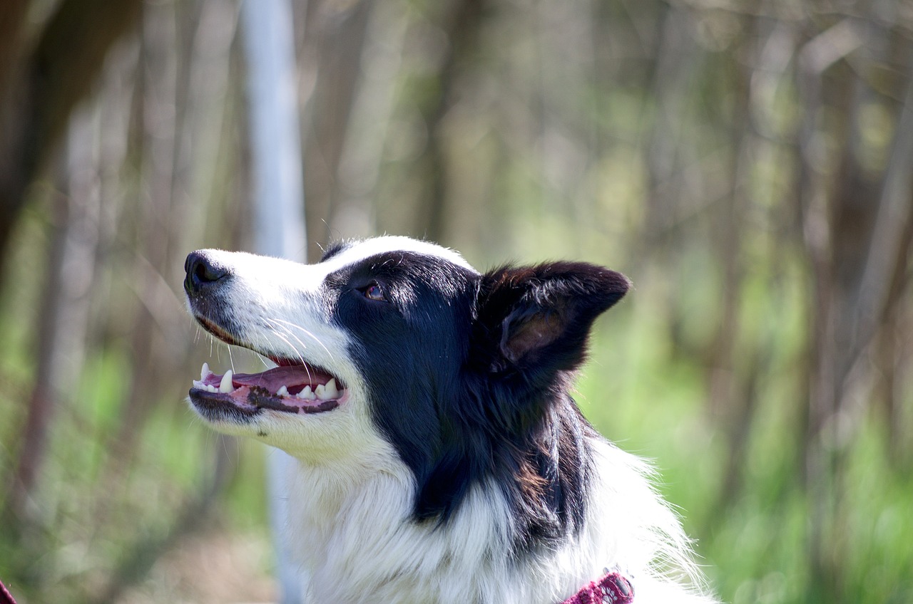 Il Border Collie: energia e intelligenza