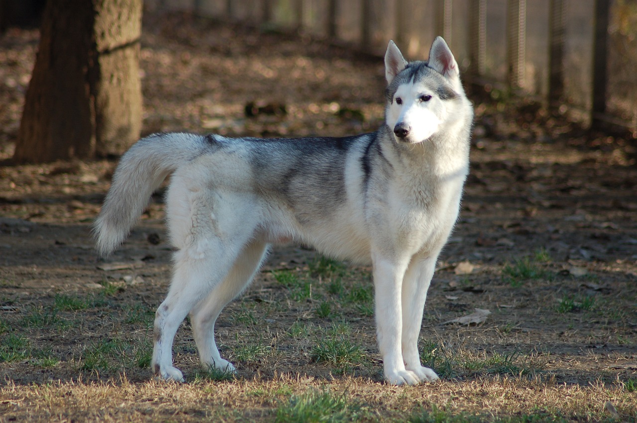 Siberian Husky: Lo spirito libero che conquista