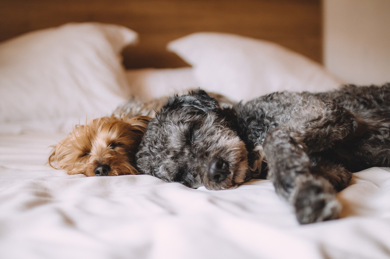 Perché il cucciolo fa ancora pipi in casa?