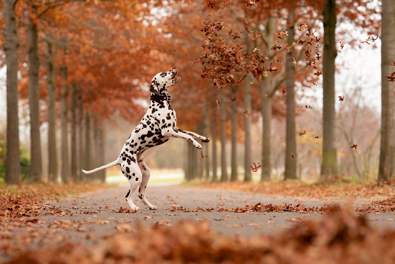 Il Dalmata: una razza canina dal fascino intramontabile
