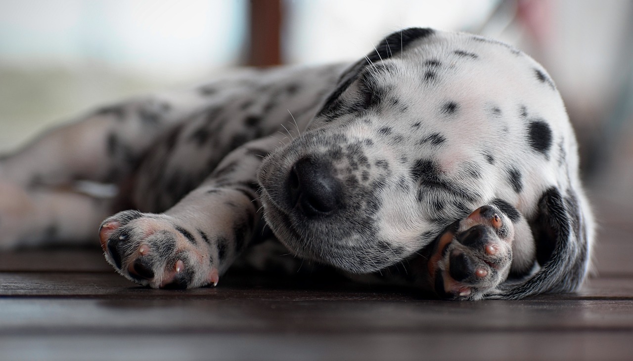 Il Dalmata: una razza canina dal fascino intramontabile