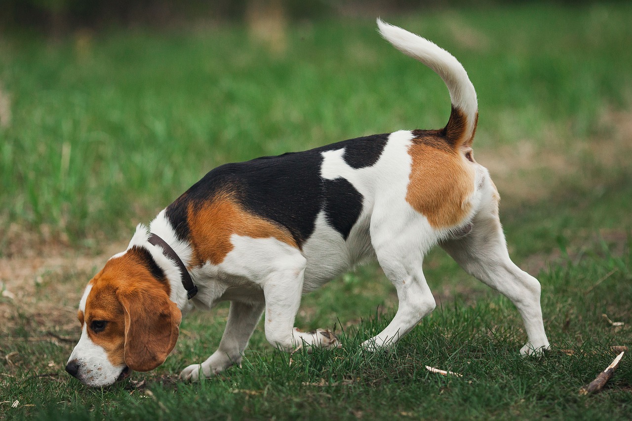 Il Beagle: naso curioso cane generoso