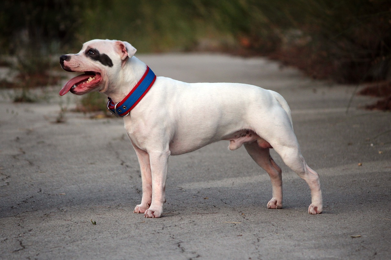 Lo Staffordshire Bull Terrier: un mini gigante dal cuore d'oro
