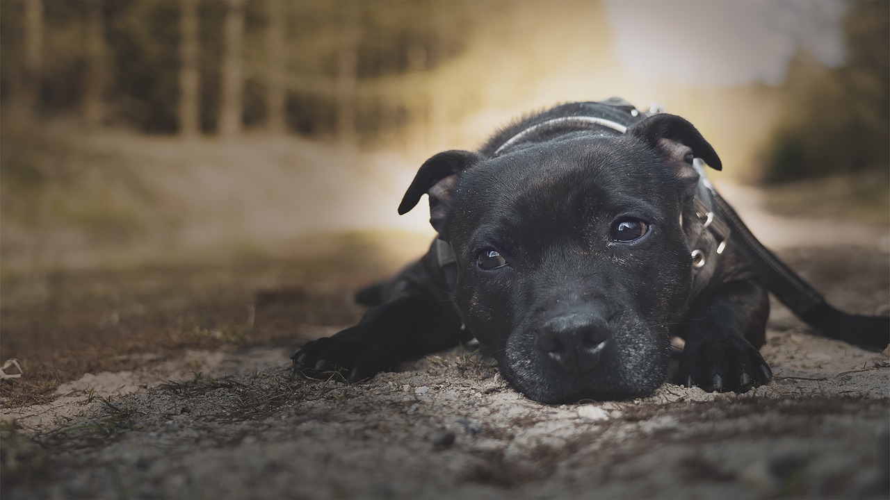 Lo Staffordshire Bull Terrier: un mini gigante dal cuore d'oro