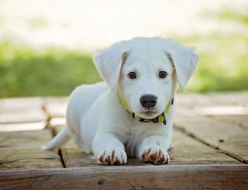 Tutti i Cuccioli Fanno Così? Mito da Sfatare