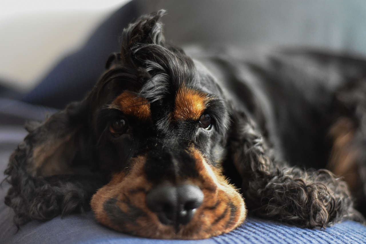 Il Cocker Spaniel Inglese: una razza affascinante