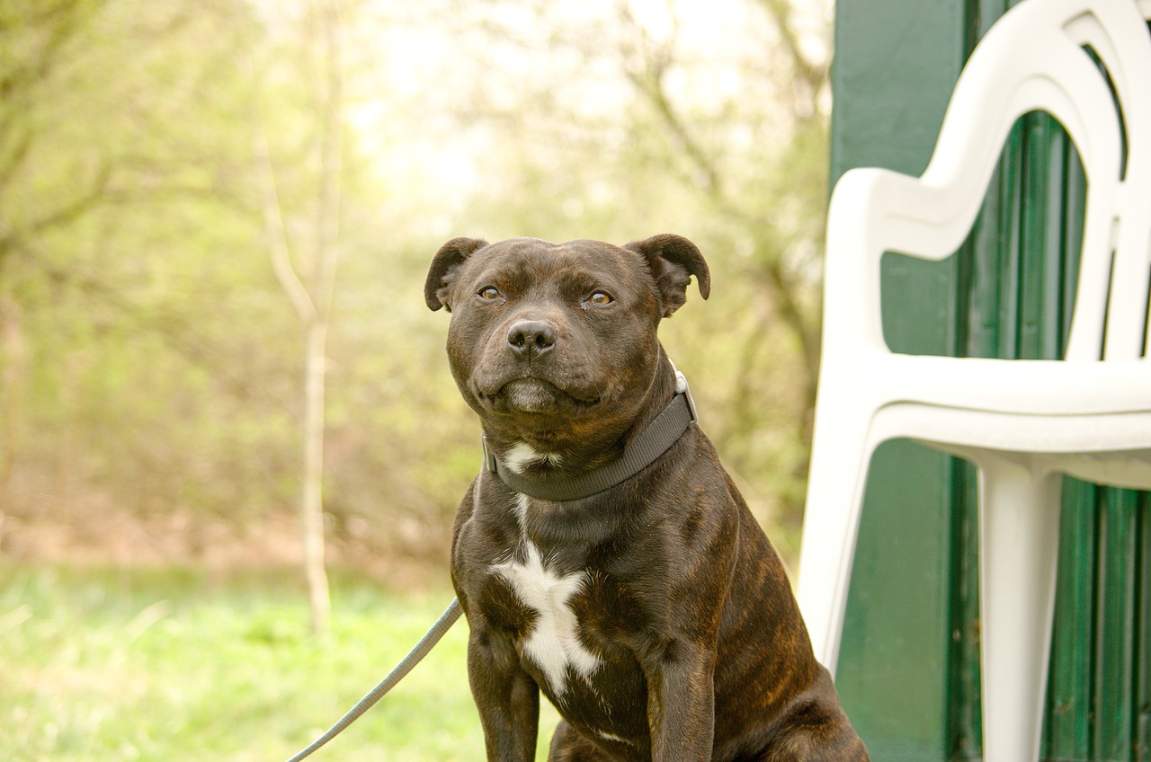 Lo Staffordshire Bull Terrier: un mini gigante dal cuore d'oro