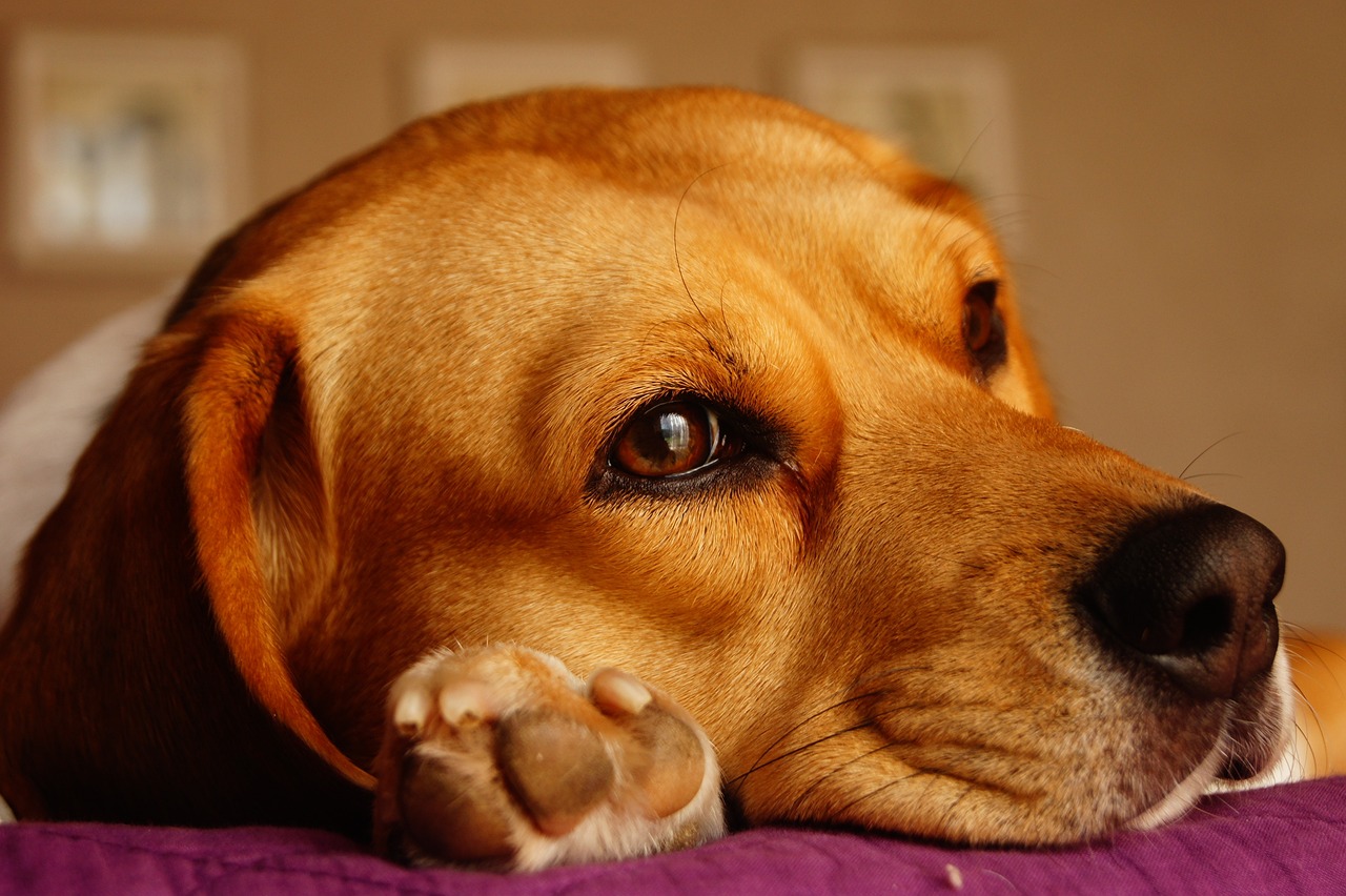 Il Beagle: naso curioso cane generoso
