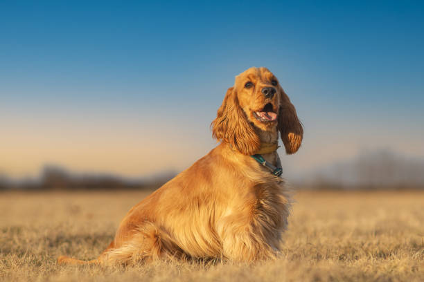 Il Cocker Spaniel Inglese: una razza affascinante