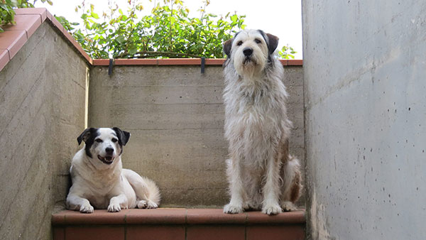 AULA_ED_6_TOGETHERDOG_SCUOLA_FORMAZIONE-600×338