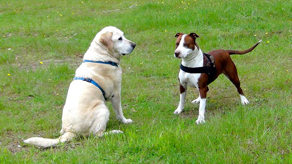 CONSULENZA-FIORI-BACH-EMOZIONI-DEL-CANE