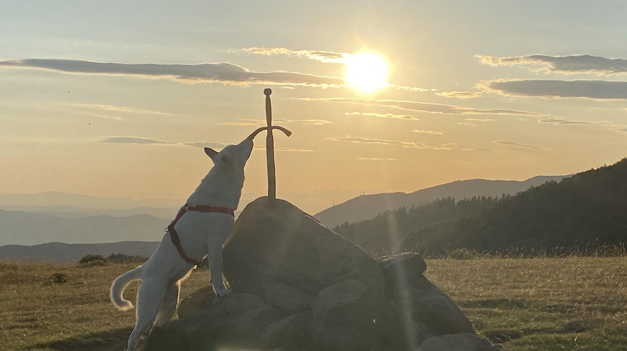 Zara: La Rinascita del mio cane Spirito Spitz