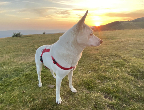 I Superpoteri Sociali del Cane