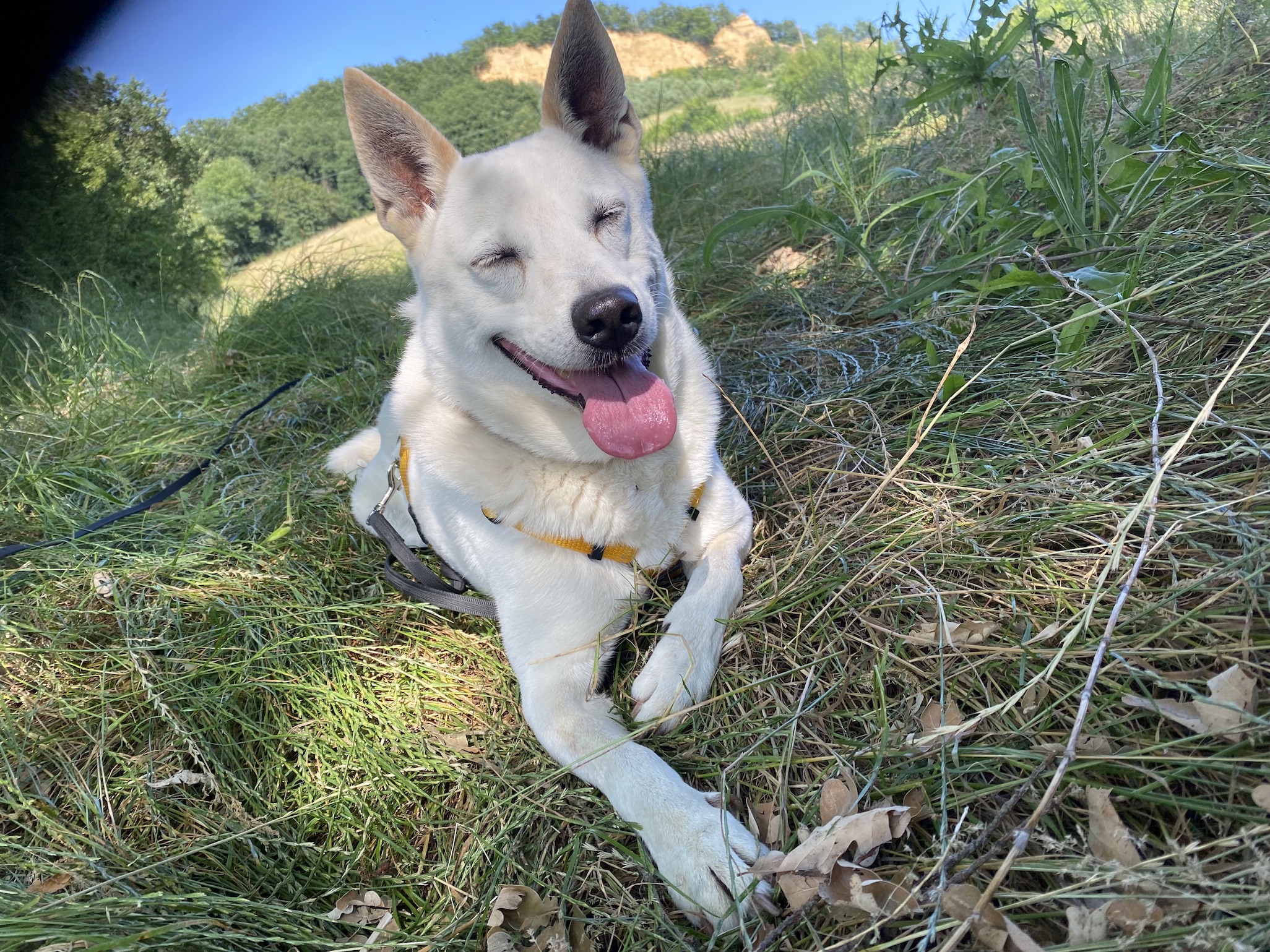 Zara - la Rinascita di un Cane Adottato
